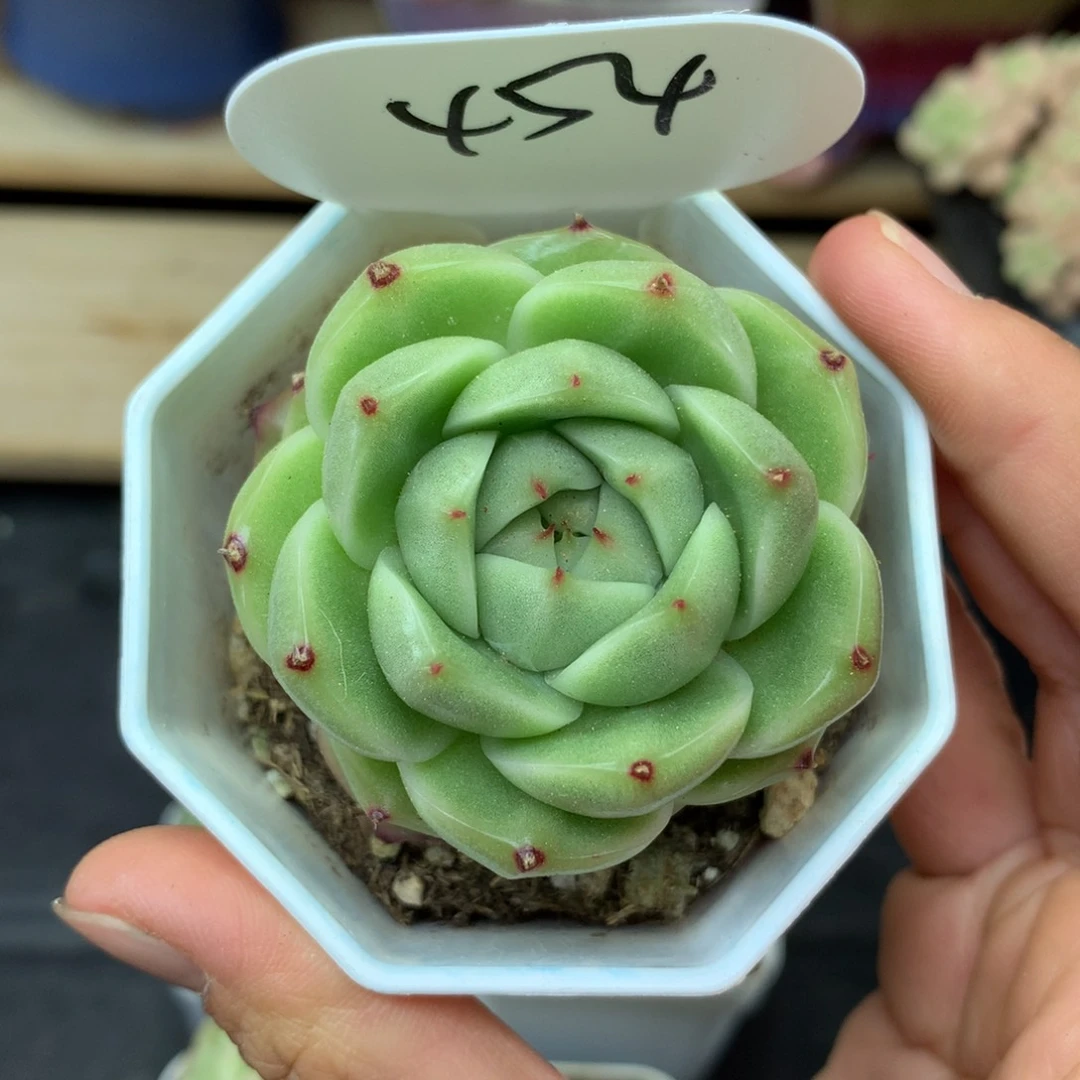 臭****?宽叶珍妮专拍454