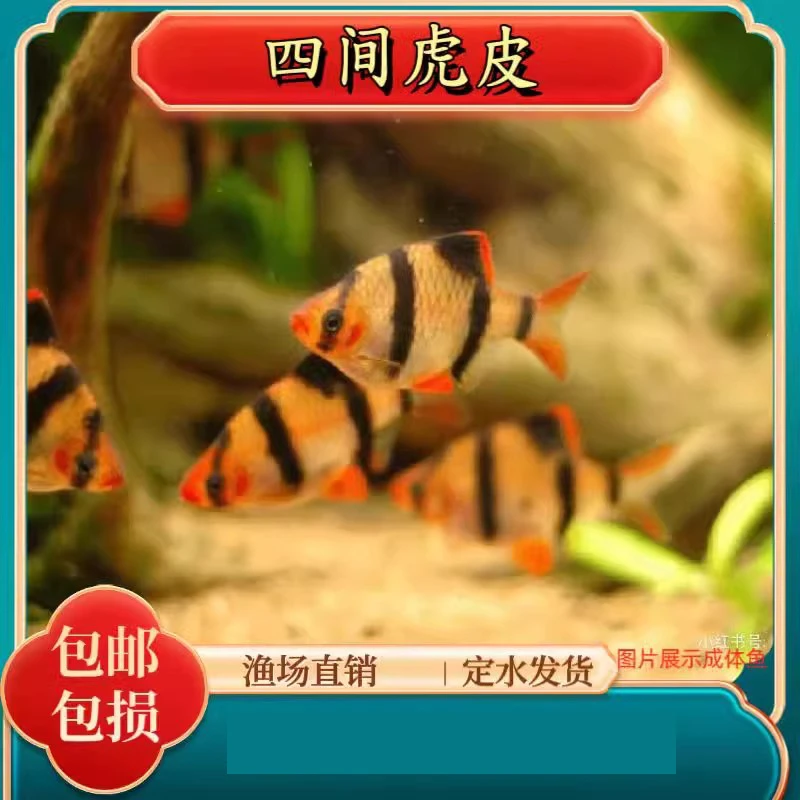 四间虎皮金虎皮荧光虎皮蓝宝石虎皮淡水好养热带鱼观赏鱼小型活体