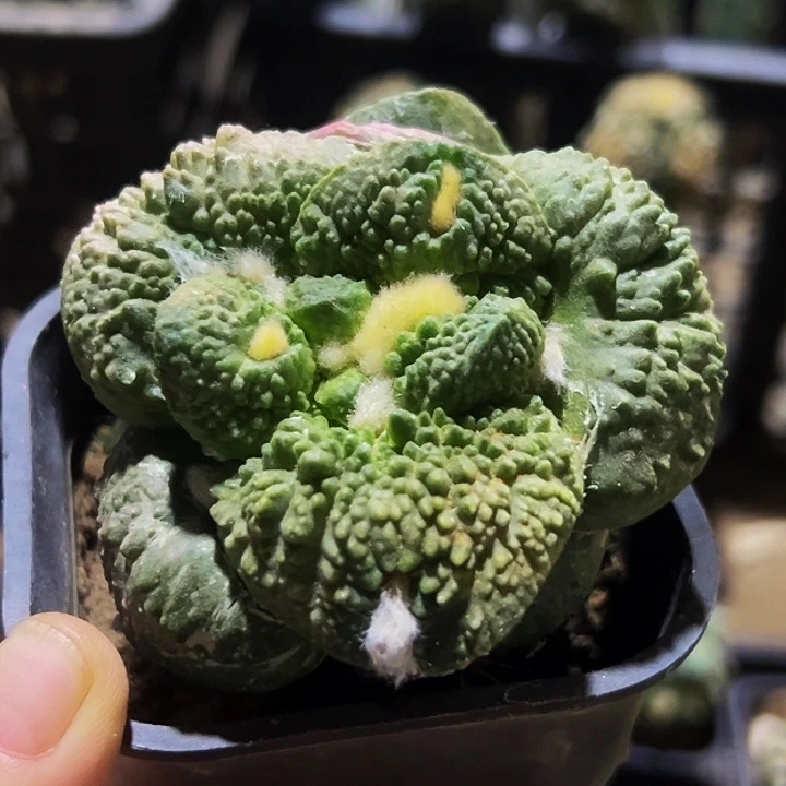 无花朵福利变尤大尤哥斯拉牡丹724