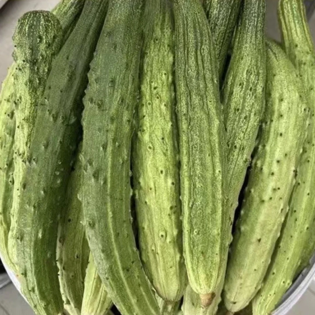 【山河白黄瓜种子】春季新品种阳台小院菜园种植脆甜水果黄瓜