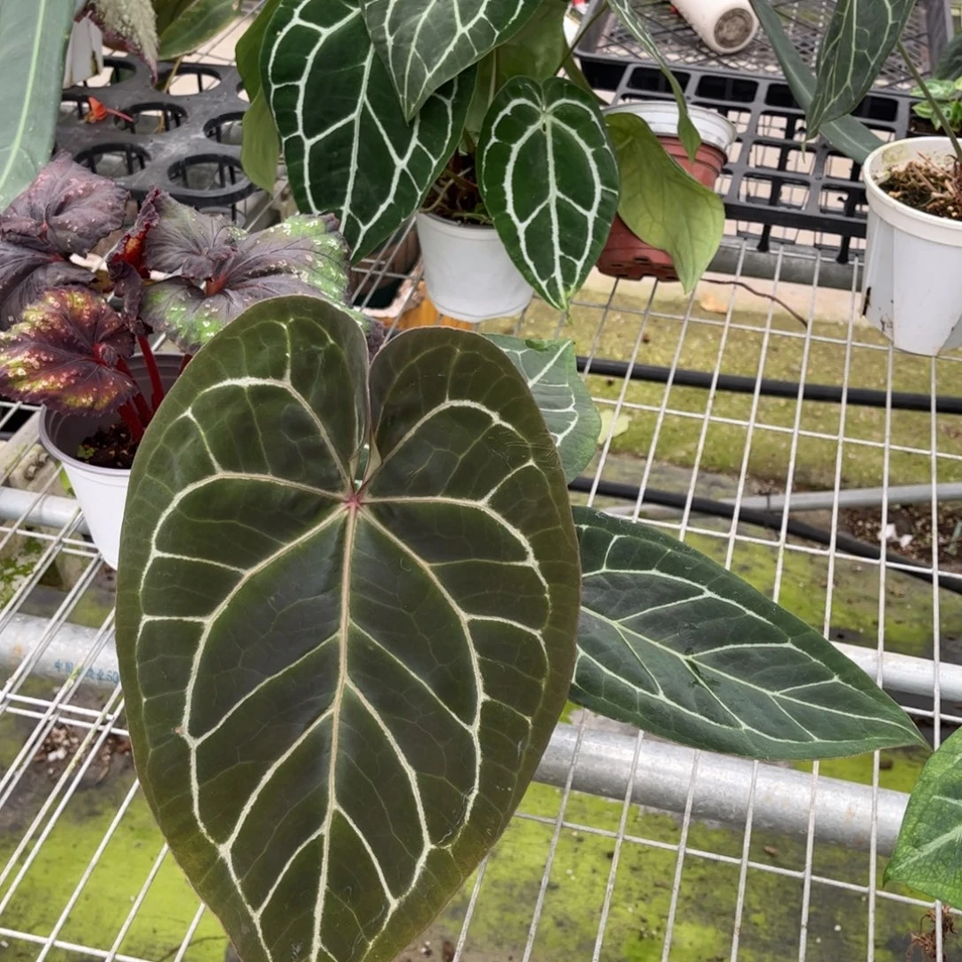 无花朵紫水晶 老叶留紫