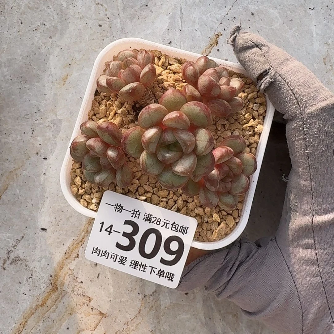 葡萄无盆土发货无