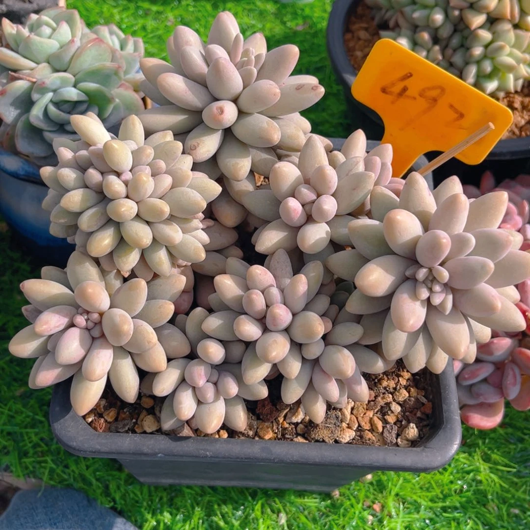 凝*492fghjbnjnnnnnnnn多肉