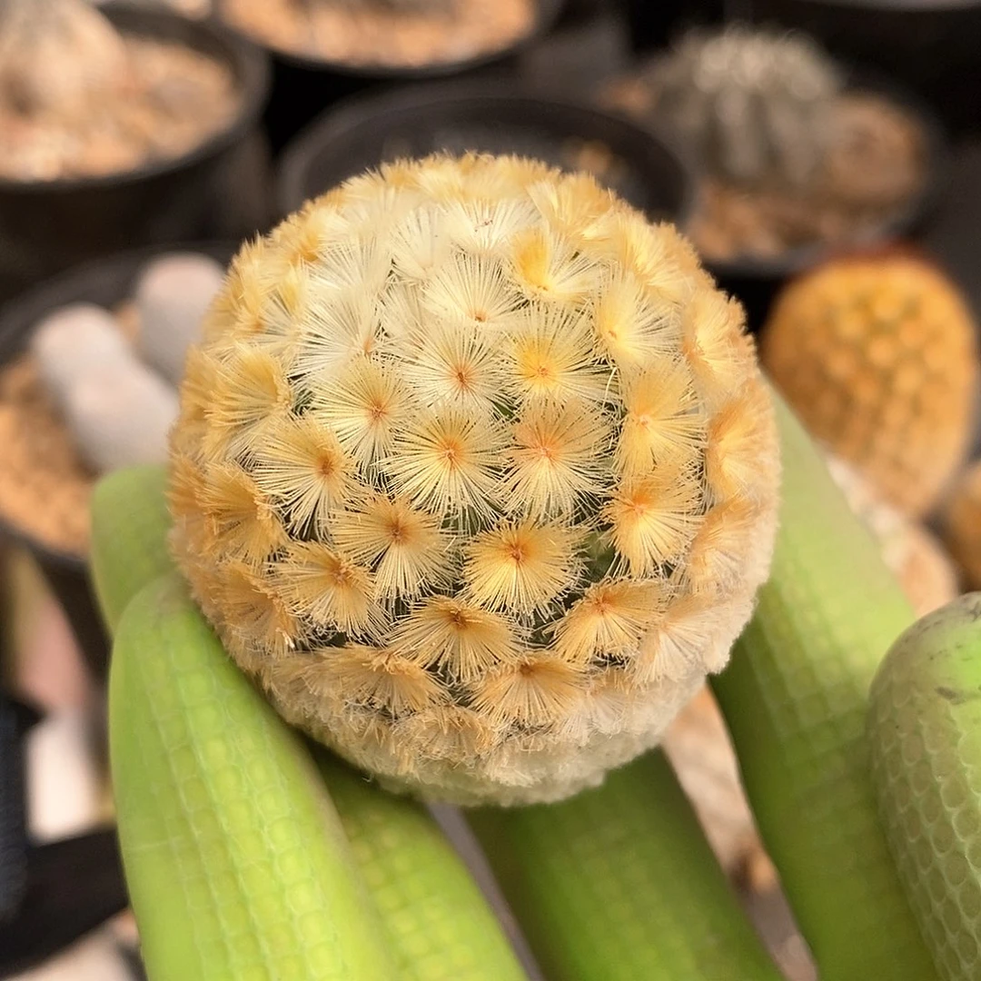 ?*敢佛头嘉文丸仙人球