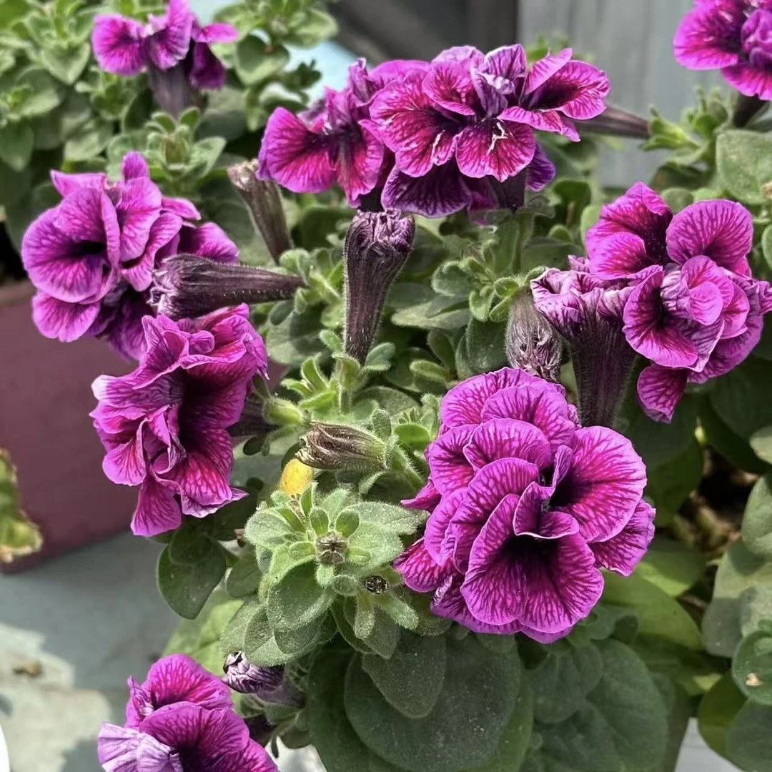 紫色重瓣矮牵牛花带花带花苞发货室内外盆栽