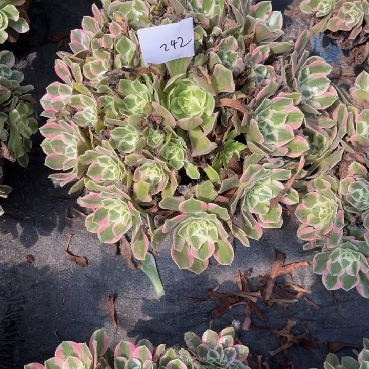 242女妖多肉植物法师