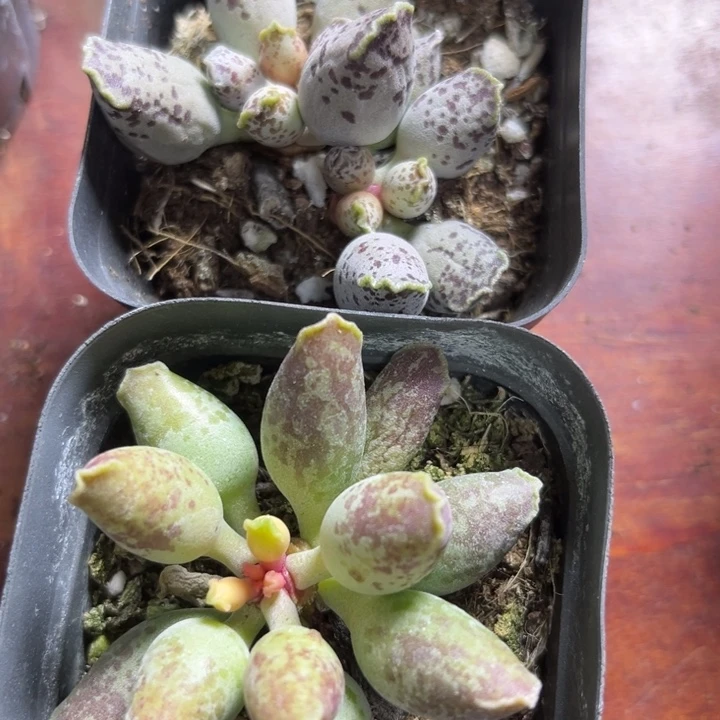 可爱多肉嘟嘟海豹002