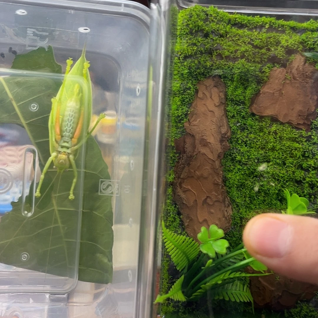 一个20生态箱加一全品冠脉送竹蛉