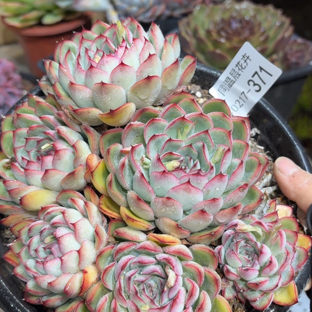 同温层多肉荷花371