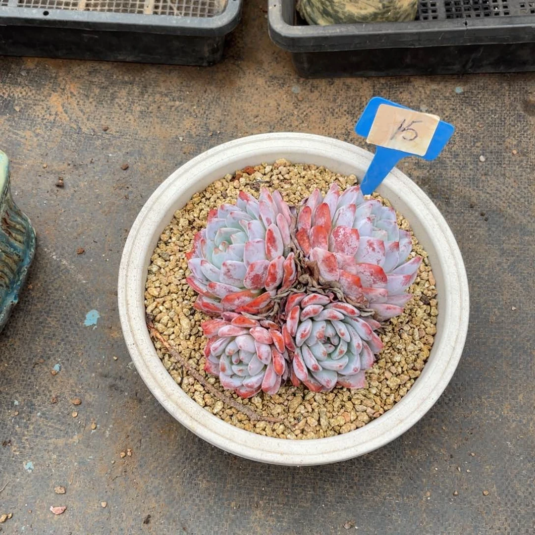 用****50015星隐多肉植物