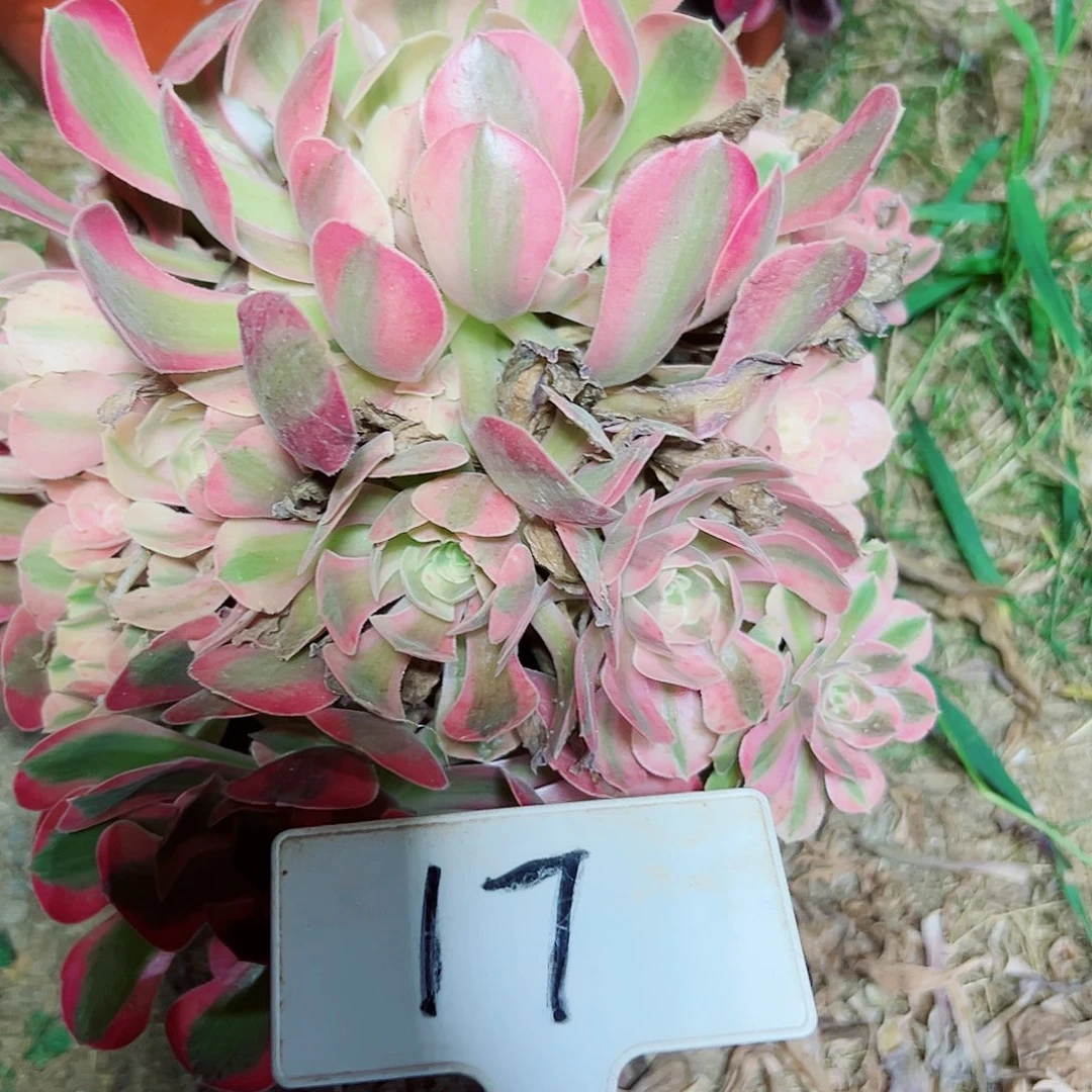 多肉植物粉女巫法师