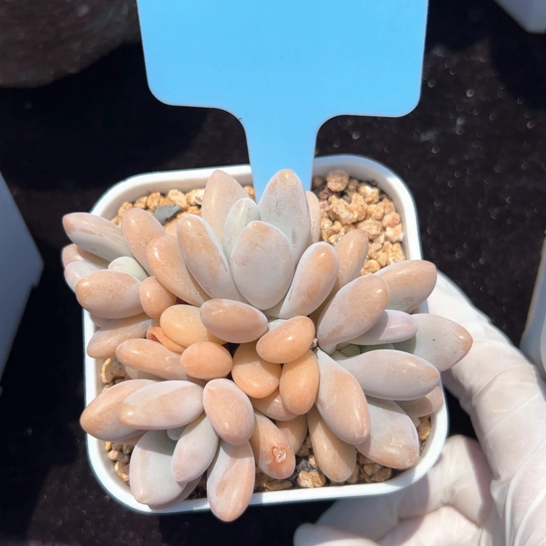 无花朵粉兔杂交111111111111