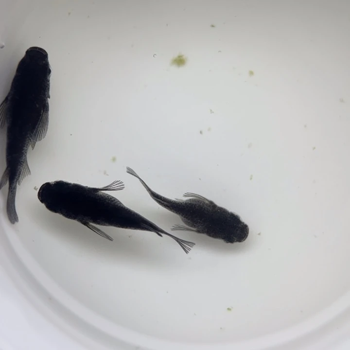 海水鱼大蛇球球51号