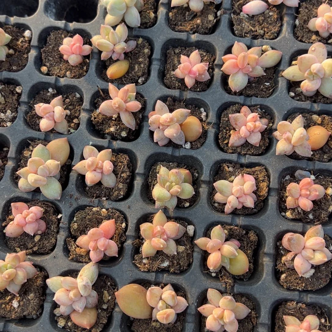 重楼2cm到手7颗量拍多肉满20元包邮明天发货