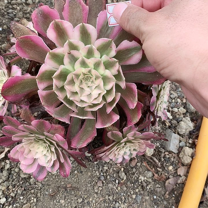 希**野313铜壶白多肉植物