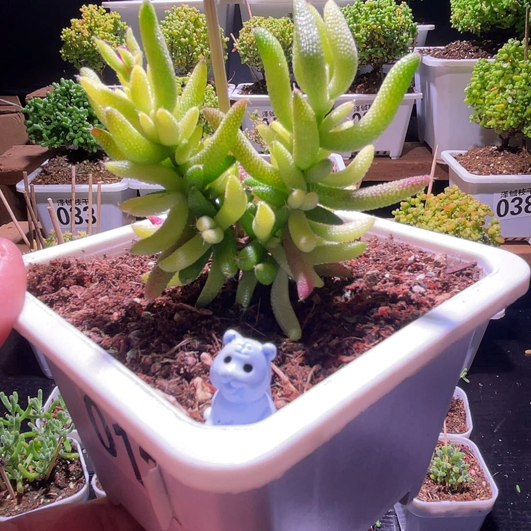 012枝干番杏玉米锦