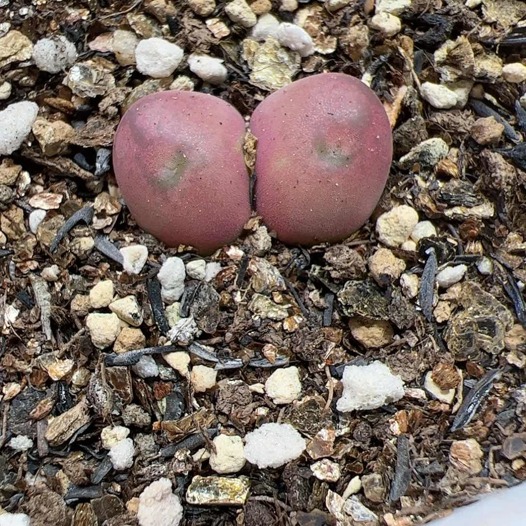 【闪购商品】3 变异吃豆人