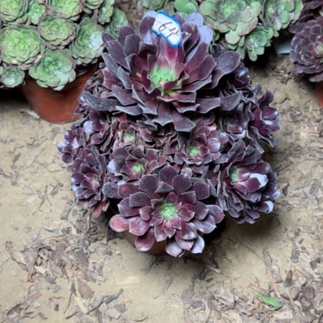 【闪购商品】满江红64