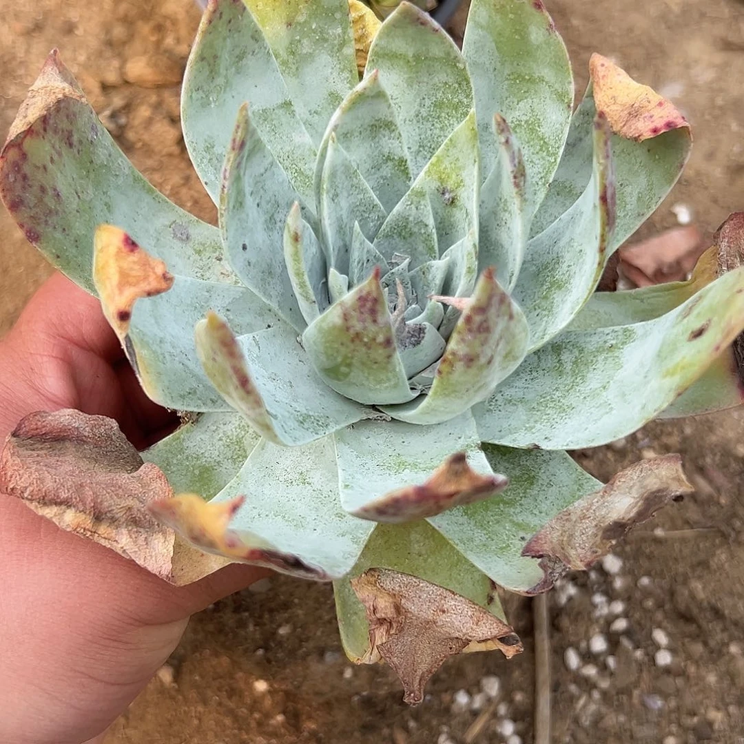 多肉植物老庄雪山