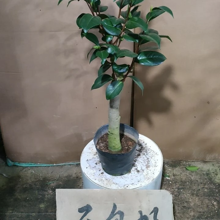 852狂想曲，原盆原土发货了，不包邮