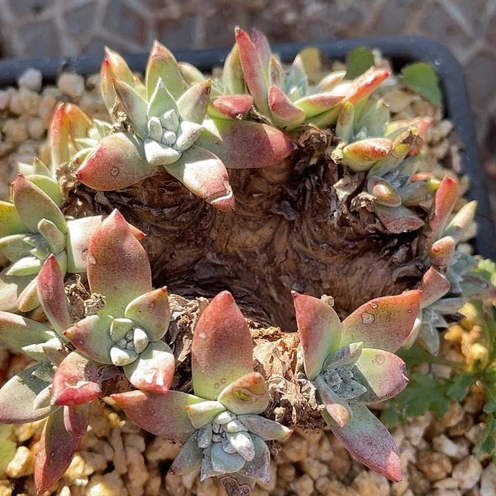 仙女杯缀化老桩10295