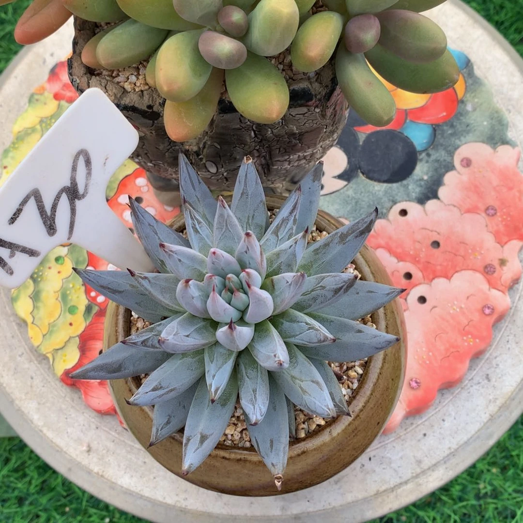 N***a魔爪读肉植物627272