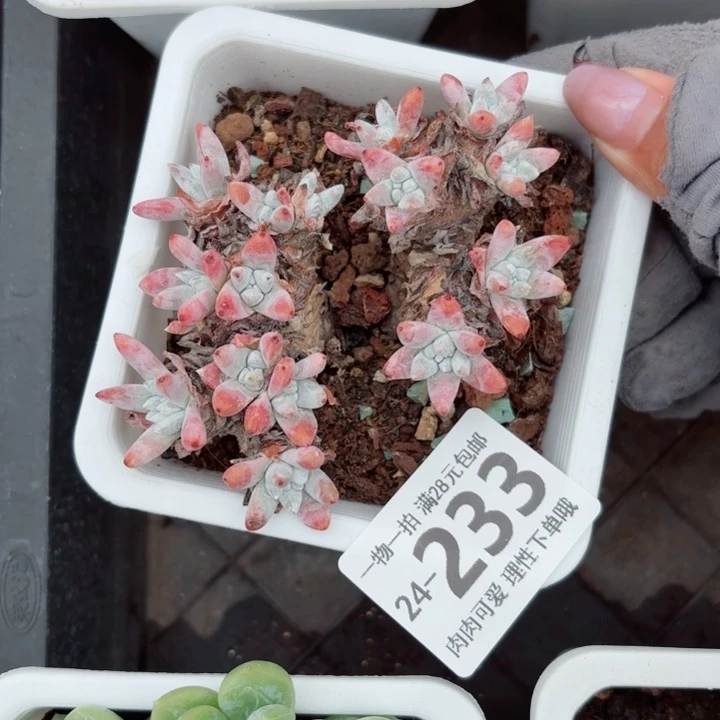 白菊无盆土发货无盆土发货