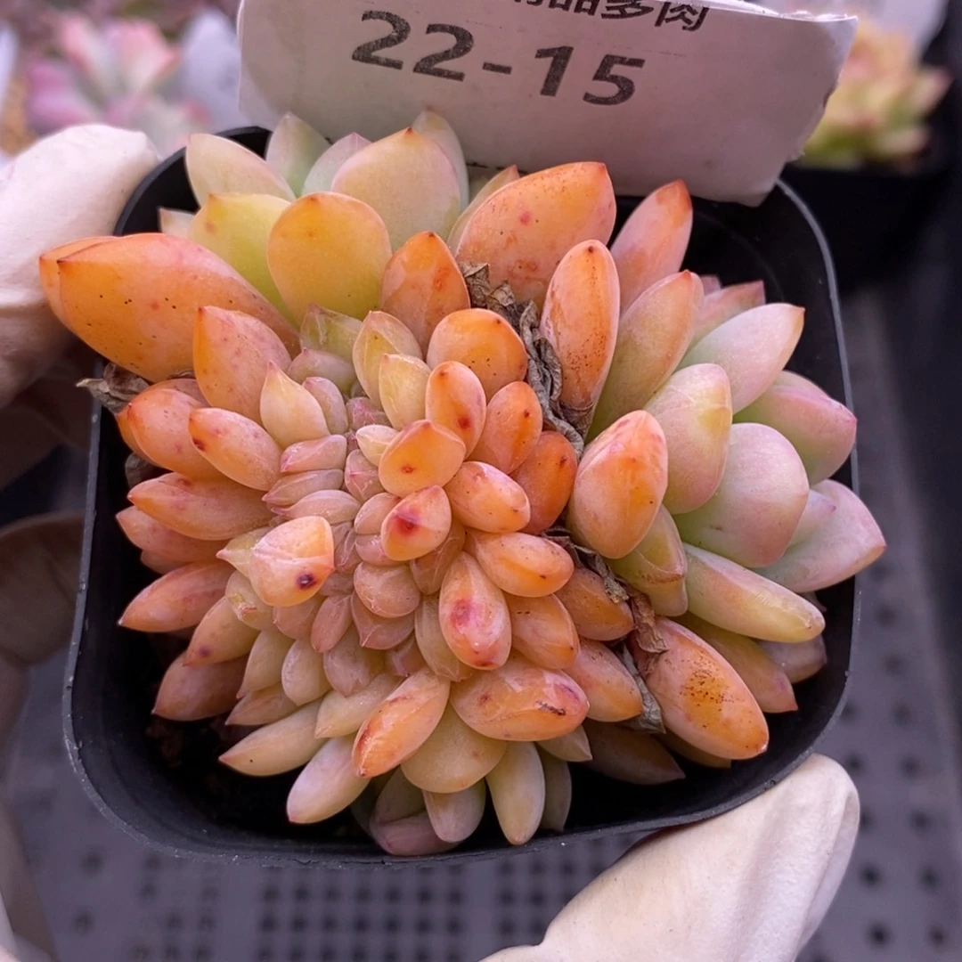 【闪购商品】22-15全明星缀