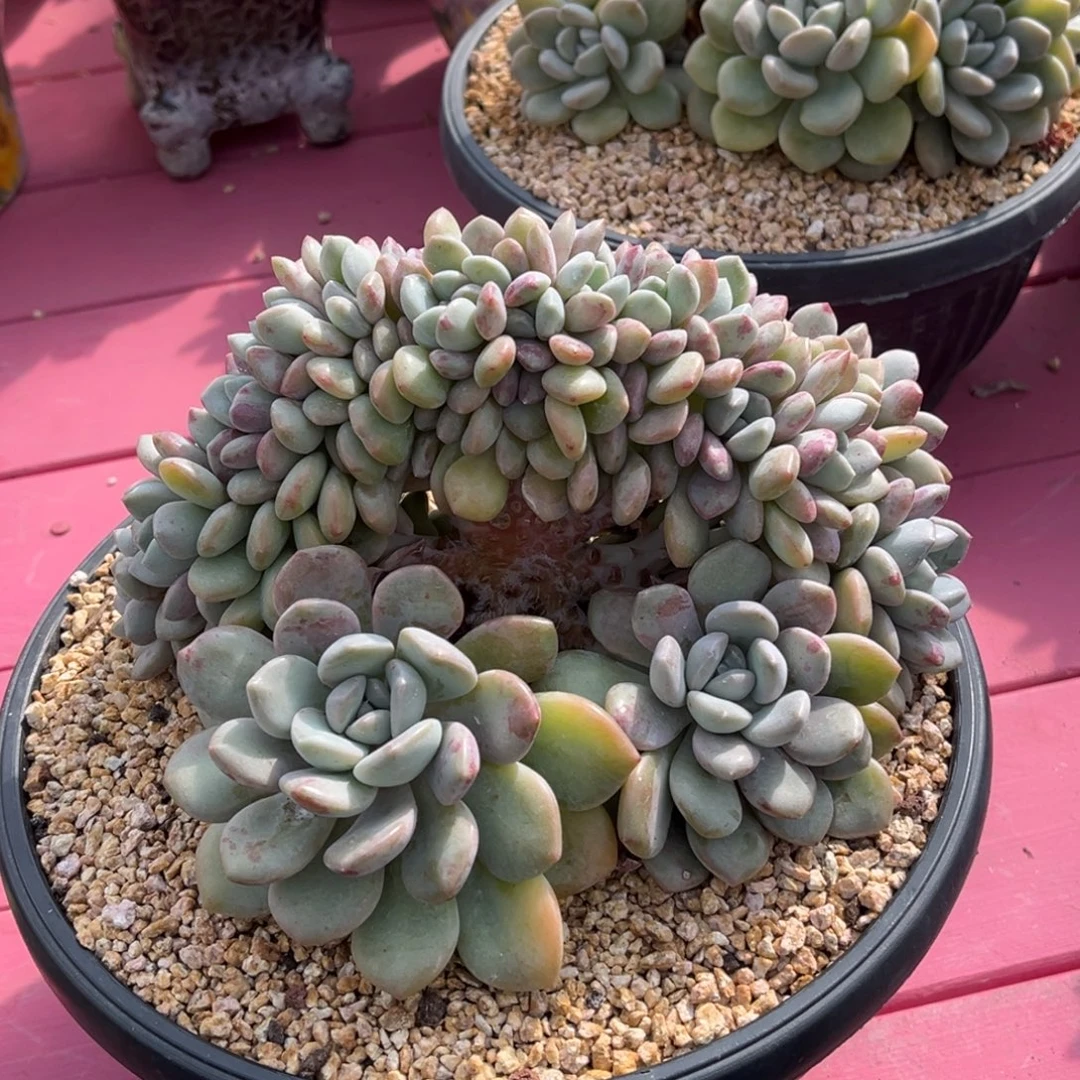 花斑露树一物一拍