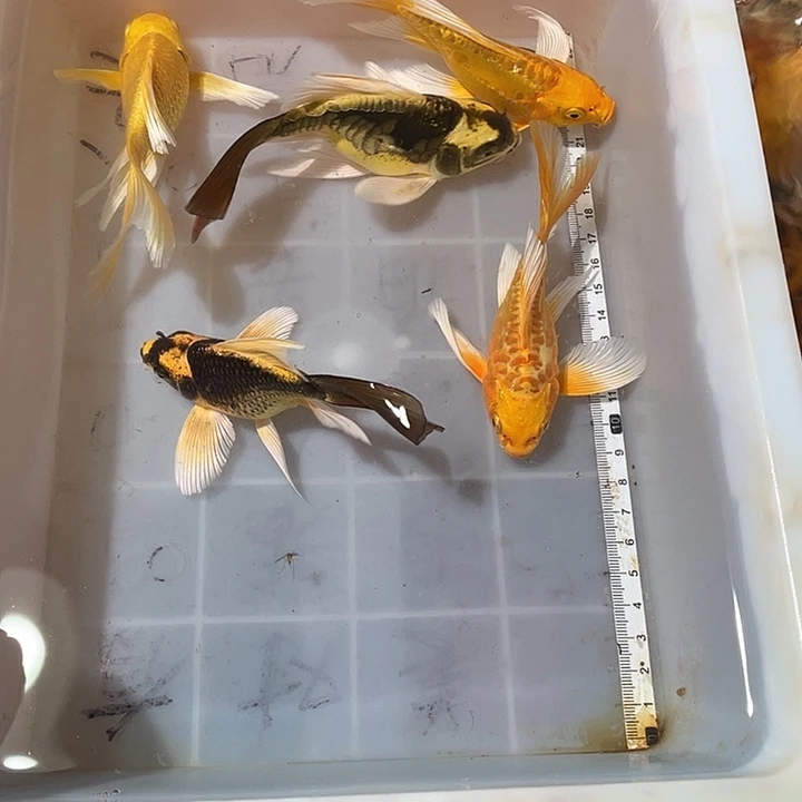 蝴蝶鲤鱼渔场直发116