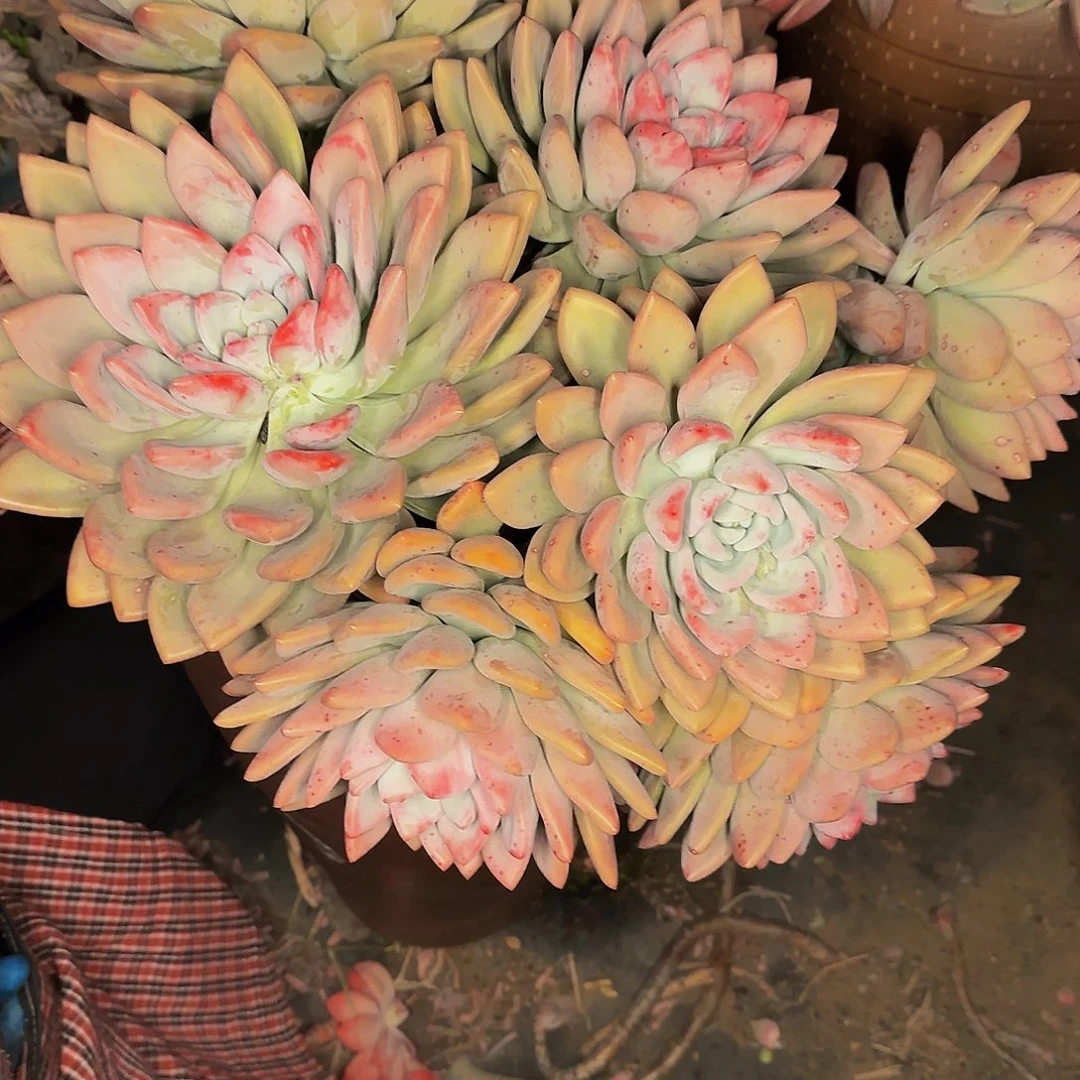 ?*然他哈怕他爸爸啊吧