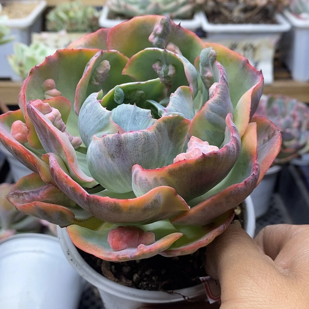 0262 大宝塔锦有杆子