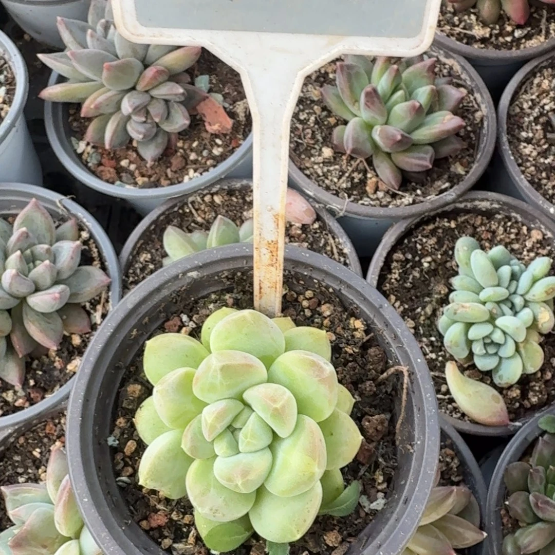 是***呀多肉植物漂亮单头528