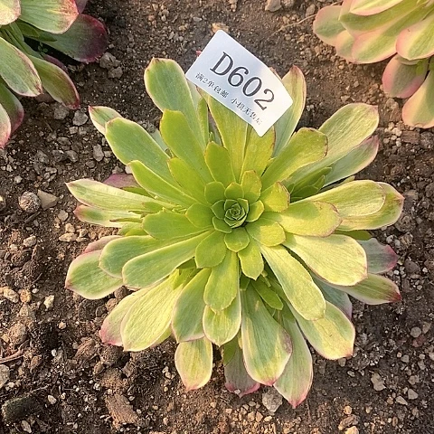 602水蜜桃多肉法师