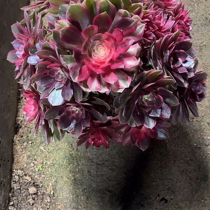 多肉植物黑膜锦…………