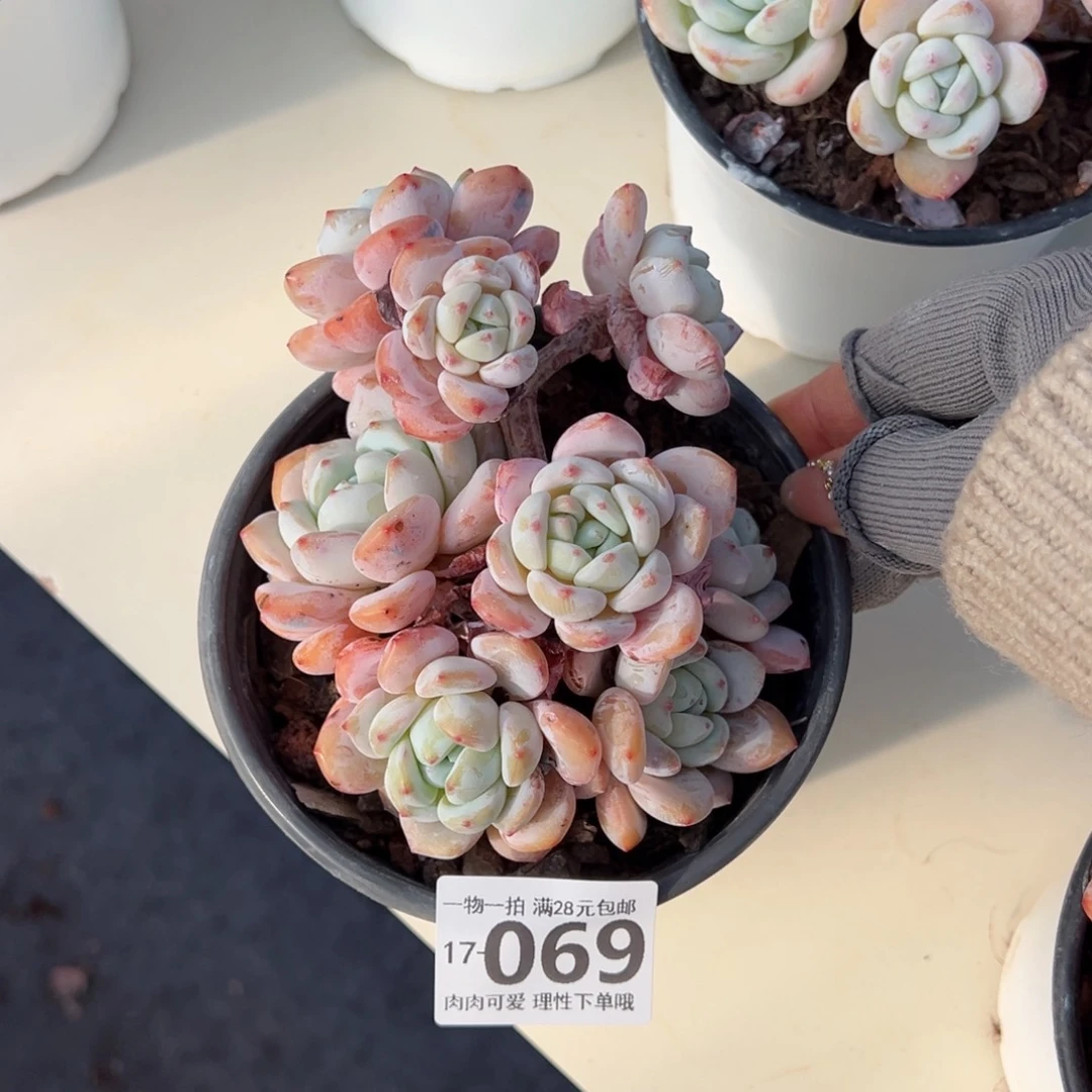 冷香多肉多肉多肉多肉