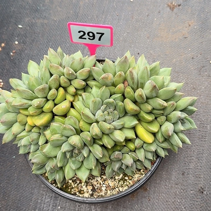象牙一物一拍297.