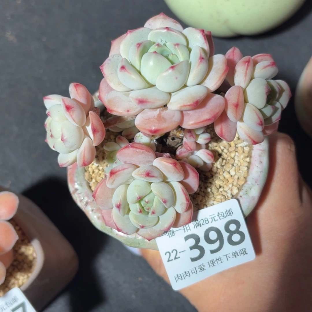 白底香草无盆土发货