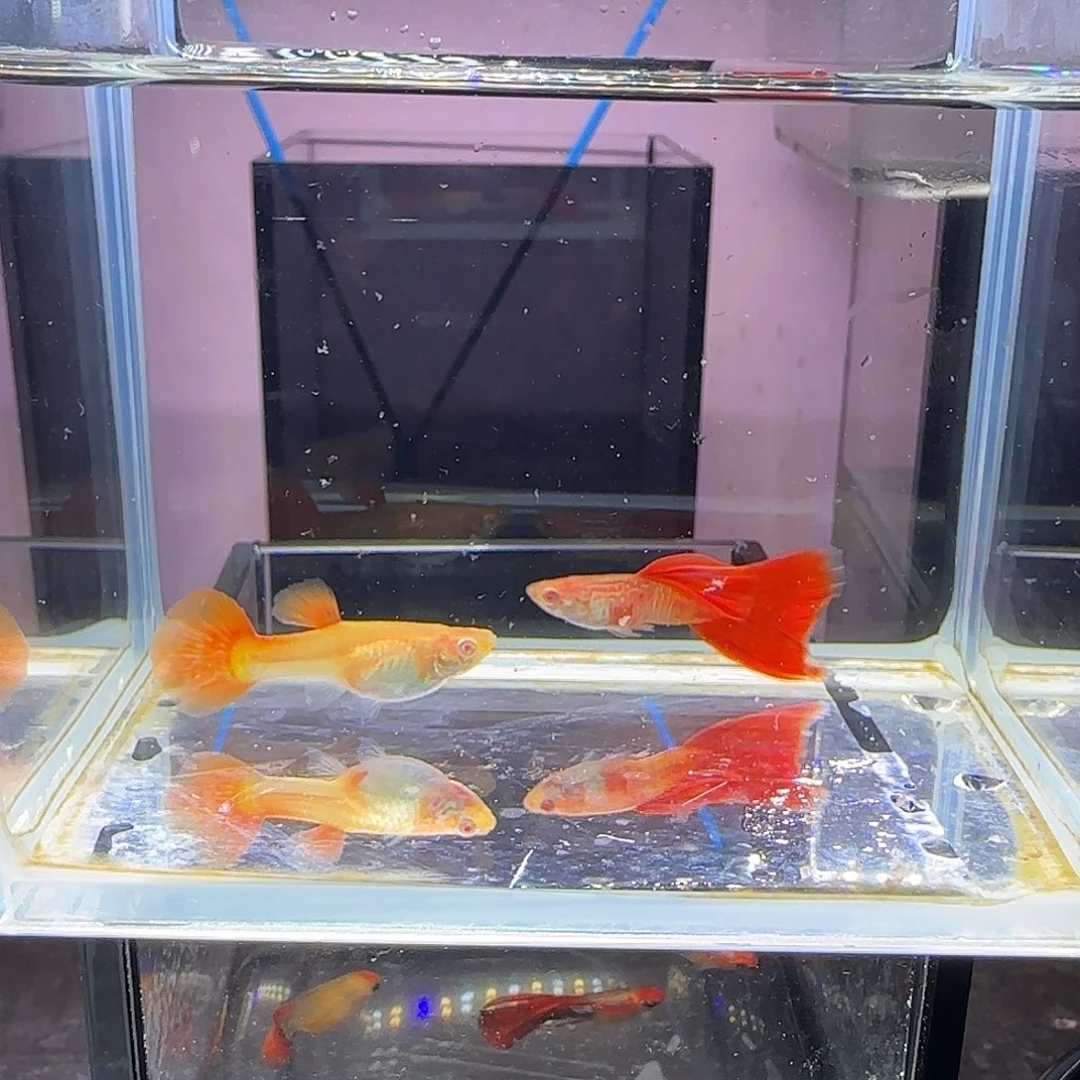 孔雀鱼蛇纹红尾一对，三个月