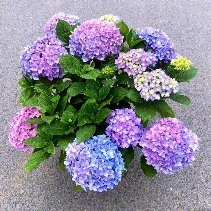 【拍一发二】绣球花苗当年开花基地原盆发货