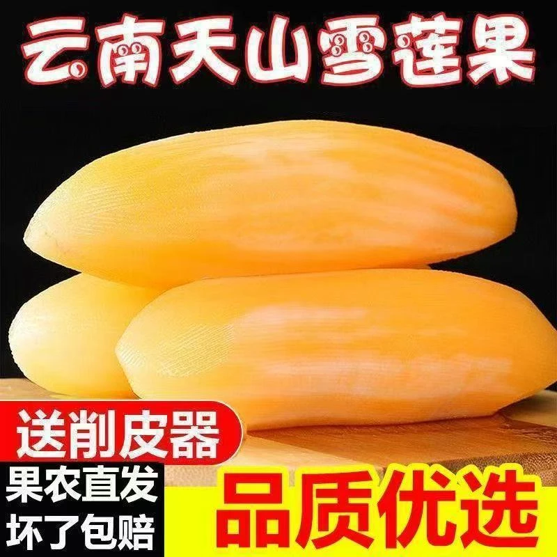 正宗云南黄心现挖头茬天山雪莲果新鲜脆甜多汁高山云南特色水果