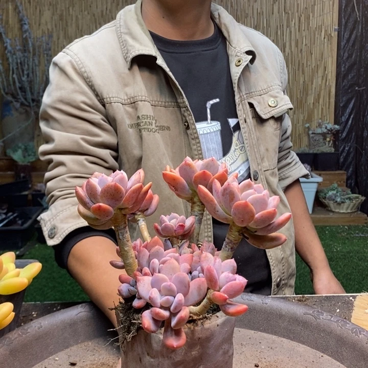 光***狂118号灰姑娘多肉植物