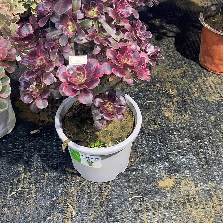 40，丽娜多肉法师多肉法师