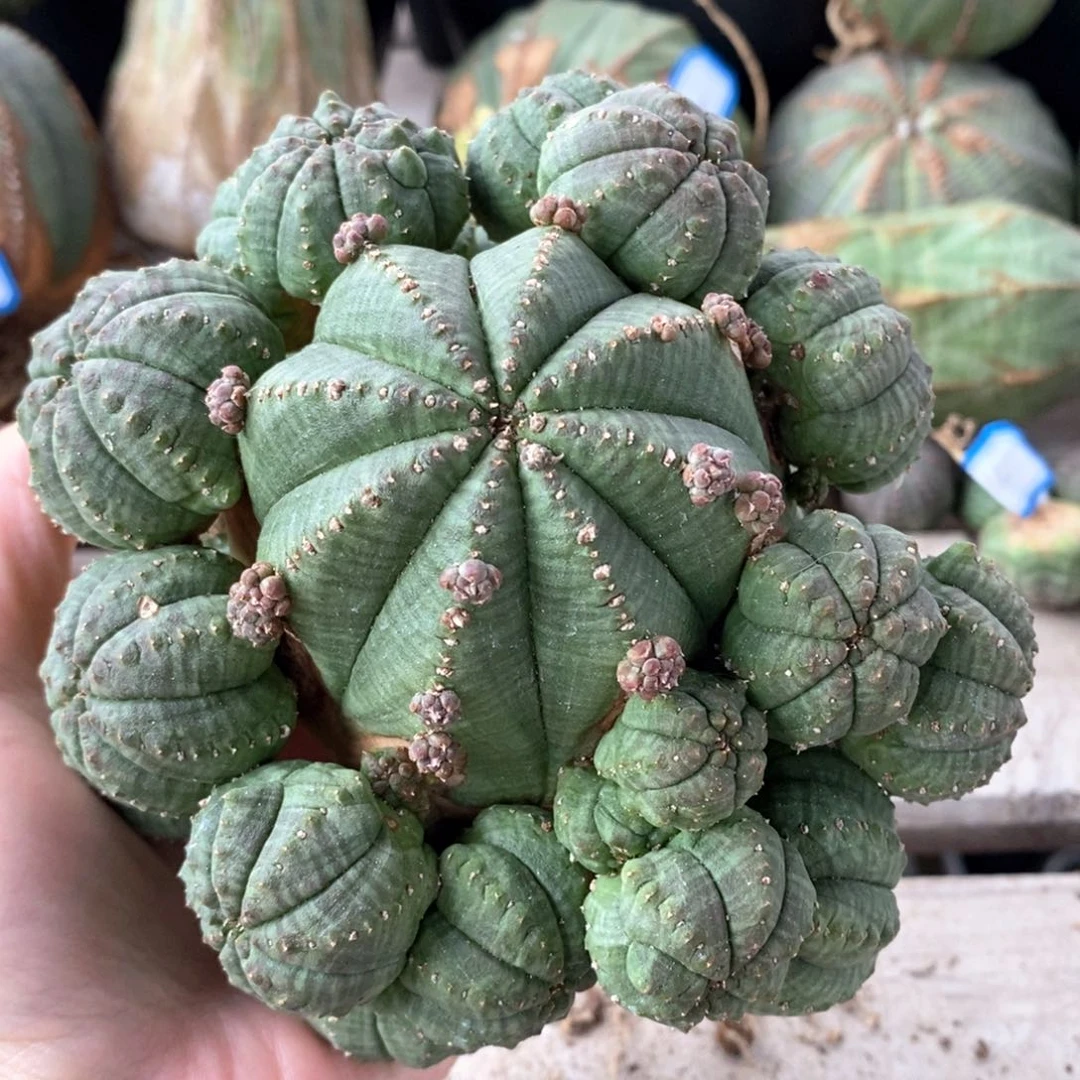 日系胭脂布纹球精品一物一拍