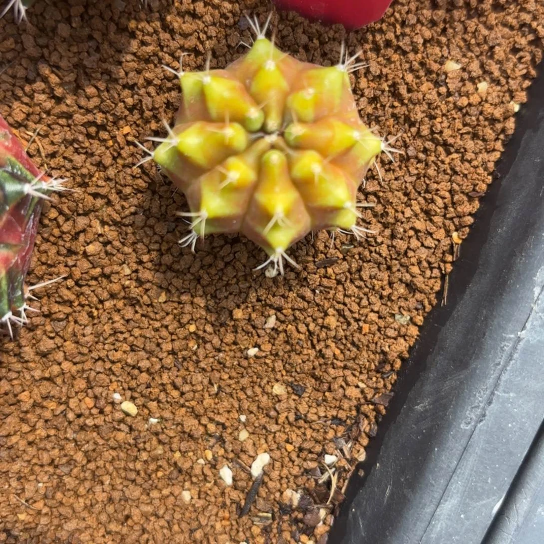 108-0104泰国发货多肉