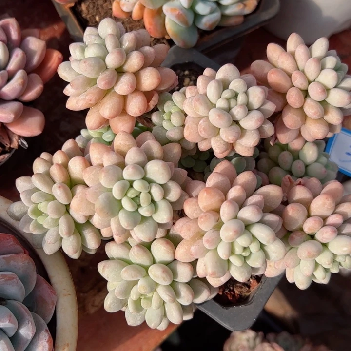 35洛可可平平安安健健康康