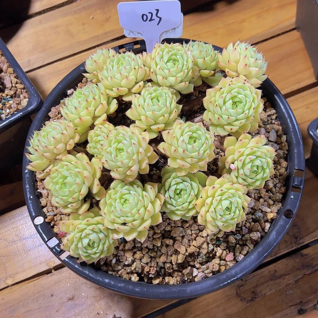 小*子023笨巴68。。。。。