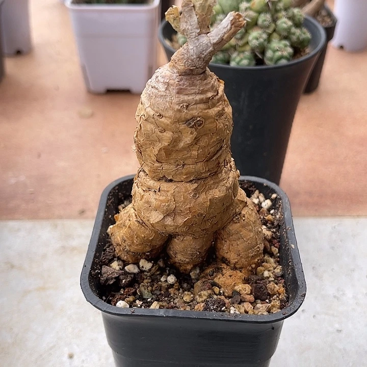 无花朵实生格尔格块根