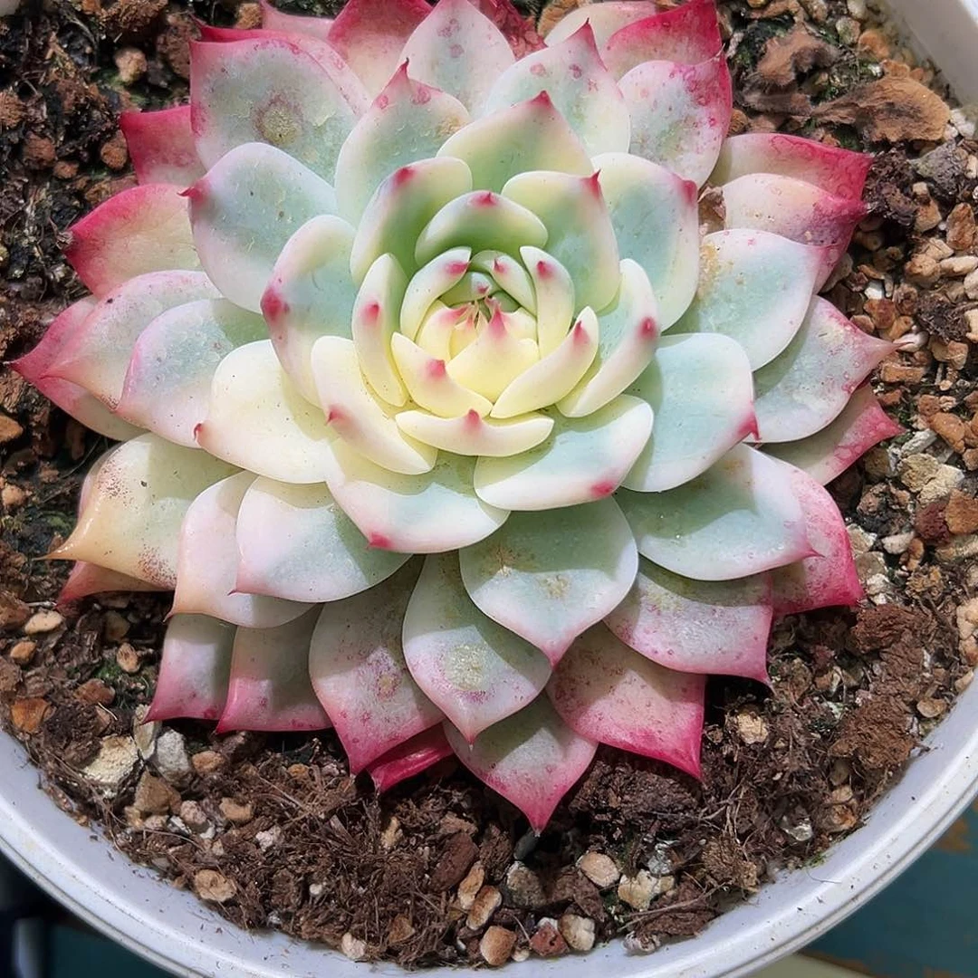 尧*吉娃娃锦，半覆轮锦