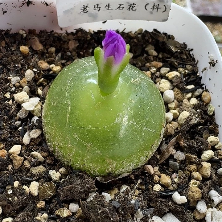 老马生石花2.8灯泡444